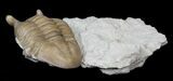 D, Asaphus Punctatus Trilobite - Russia #31298-2